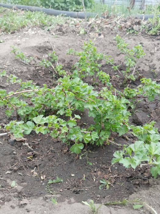 Крыжовник, Малина, Смородина