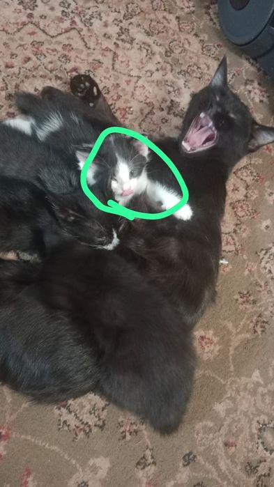 В добрые руки отдам котят