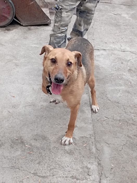 Солнышко ищет дом