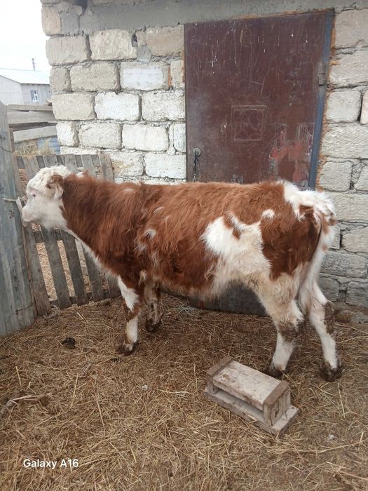 Бука сатылады 600000 тенге