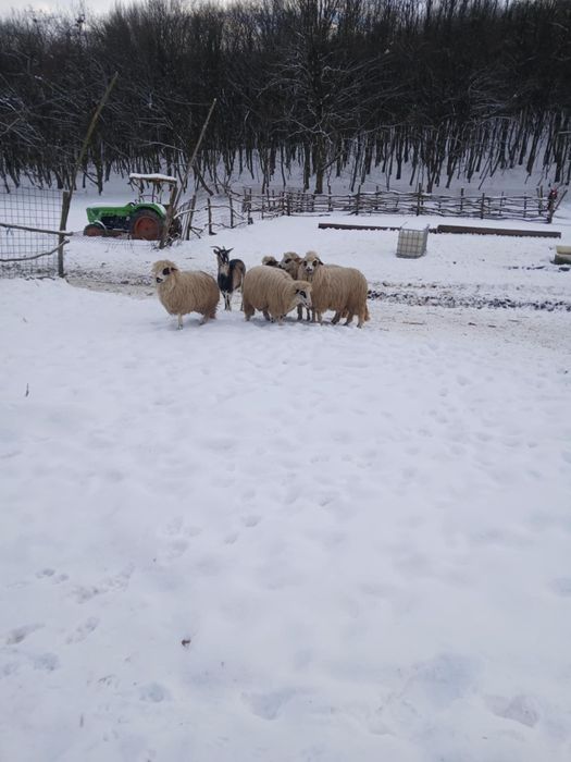 Vând 5 mioare gestante