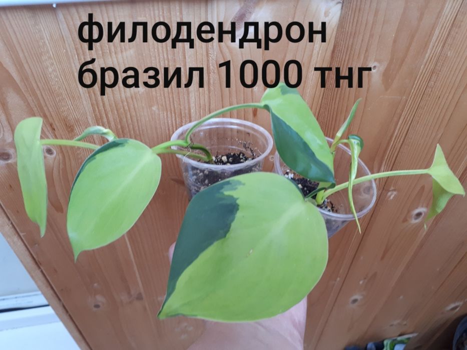 Комнатные цветы разные