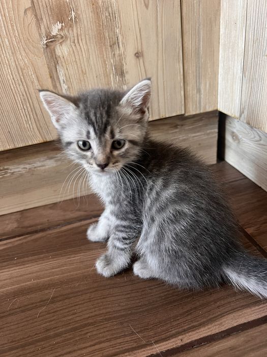 Шотландски клепоухи и правоухи котета британски котки