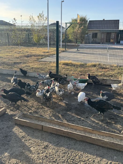 Продам индюков, индоуток, кур, цесарок