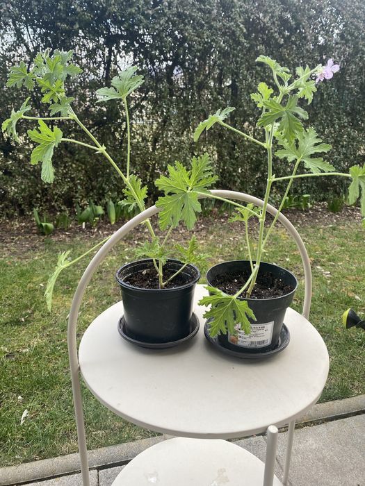 Продавам индрише