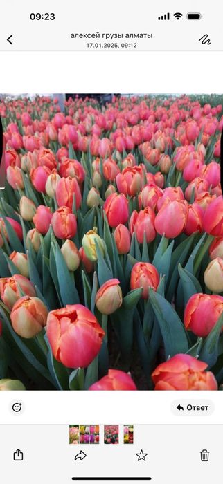 Тюльпаны к 8 марта пред заказ