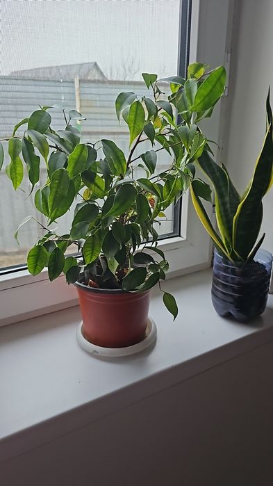 Фикус и другие цветы
