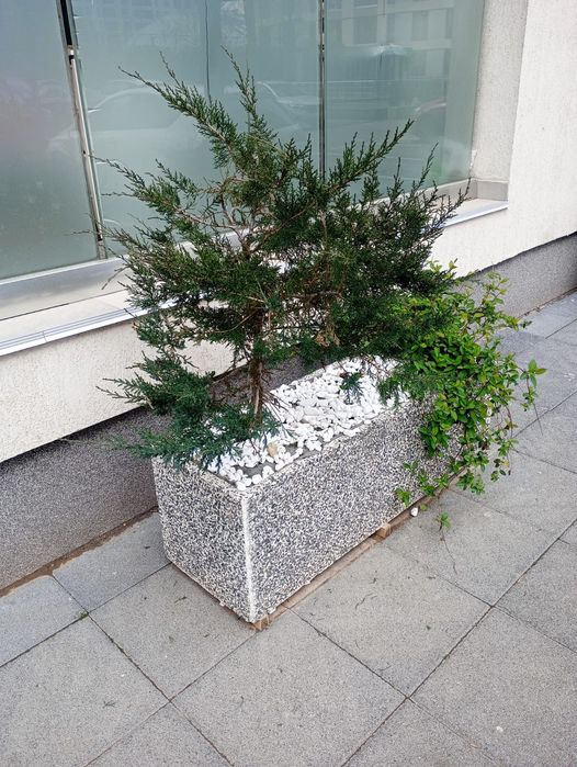 Jadiniere, ghiveci mozaic spălat