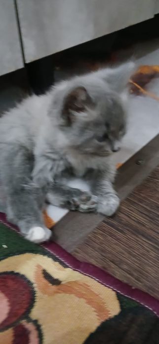 Отдаю котёнка в добрые руки