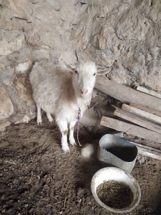 Занен ечкила сотилади