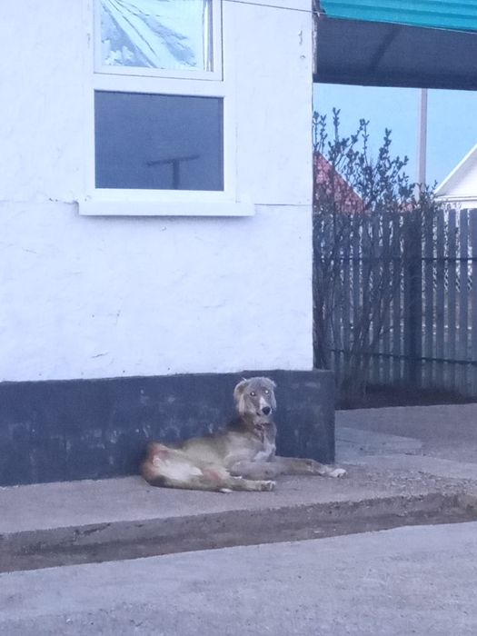 Құмай тазы сатылады