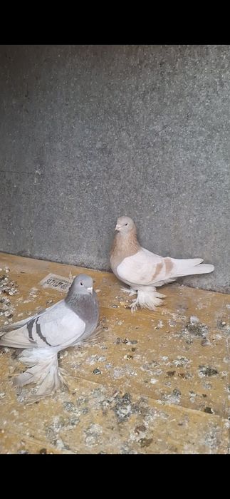 Голуби,  Голуби.