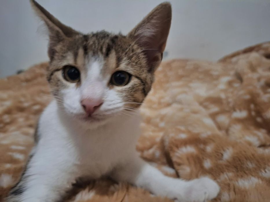URGENT - Pui de pisică își caută casă!