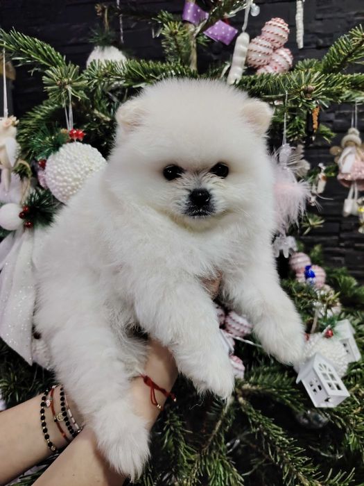 Pomeranian mascul toy