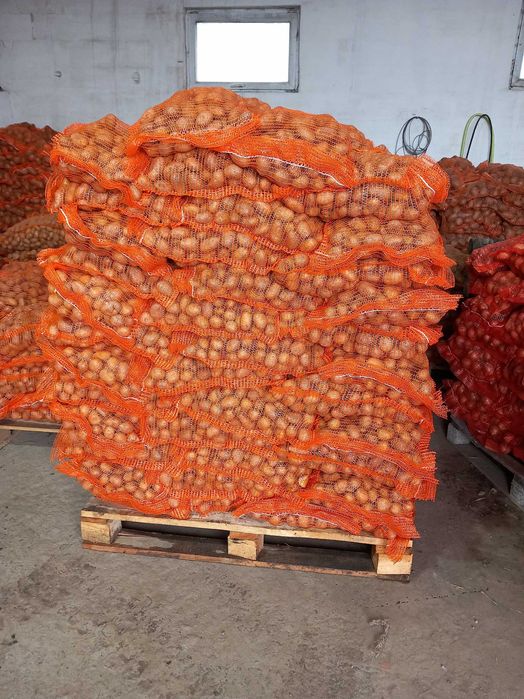 Vand sămânță de cartof