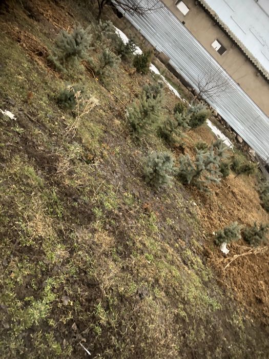 Голубой ёль шырша ель ели