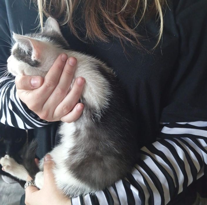 Отдадим кошку 1.5 месяцеа.