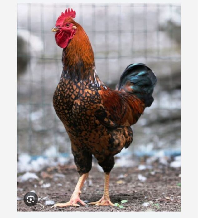 Инкубационный жұмыртқа