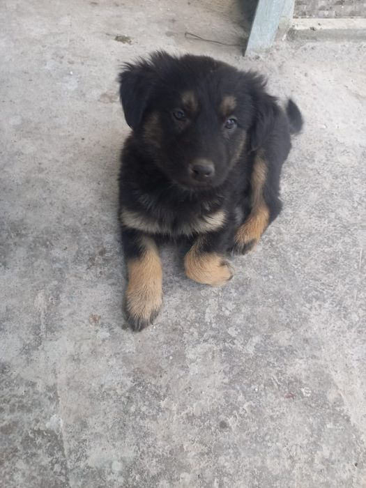 Отдам щенков в хорошие руки