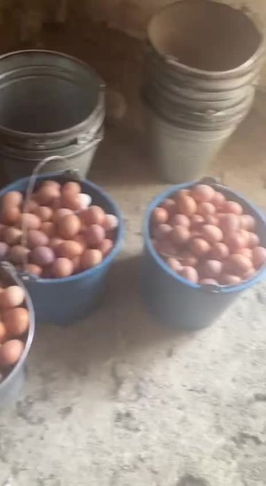 Qora qizil ok rangli xonaki uy tovuqlari sotiladi abyom va donaga