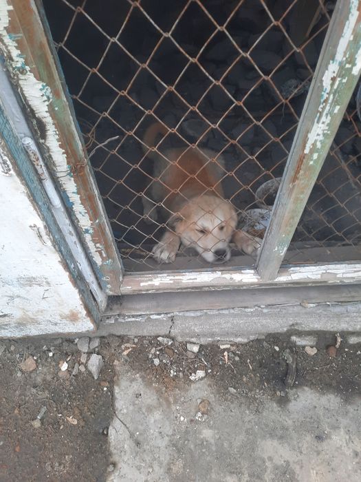 Продам щенок 4 месяць