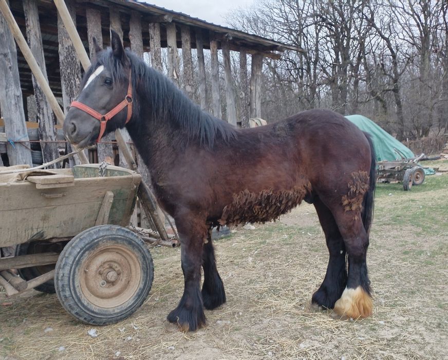 Vând manz de un an jumate