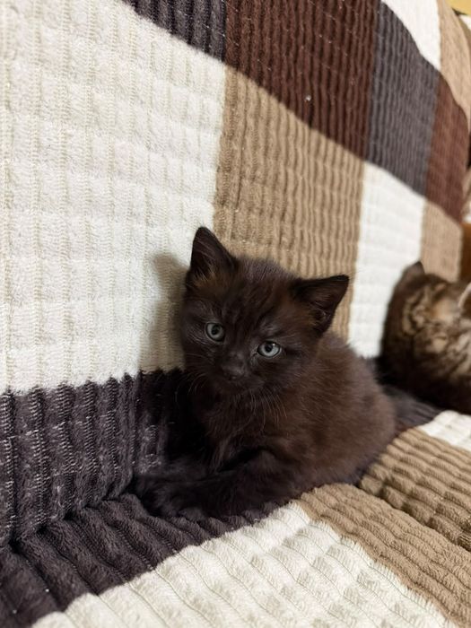 Отдам котят в добрые руки