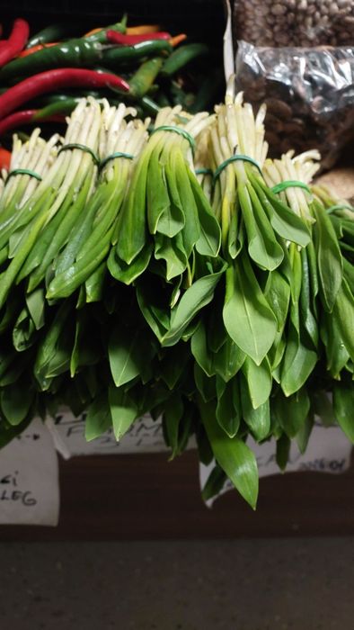 Leurda Bio de Pădure