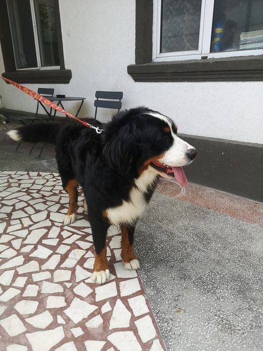 Frizerie Canina  Buzau