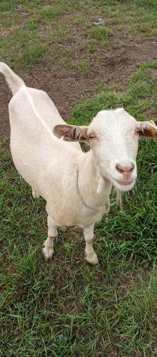 Козочка 1 год продажа