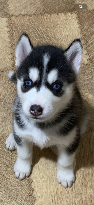 Хаски чистокровные .1 месяц