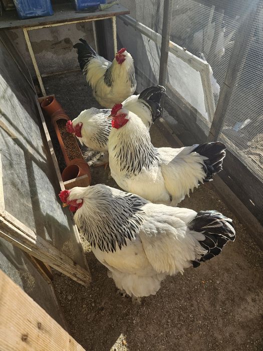 Петли колумбийска брама