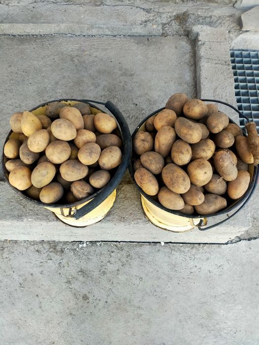 Картофель в вёдрах