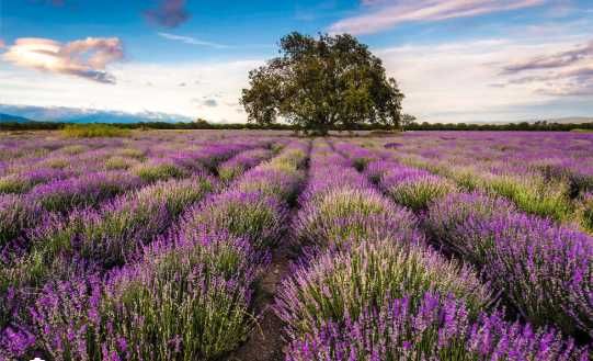 Земеделска земя 34,843 дка, с. Зорница, р-н Аксаково