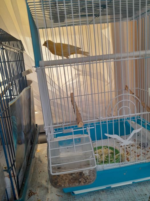 Продам канарейк молодые самсы