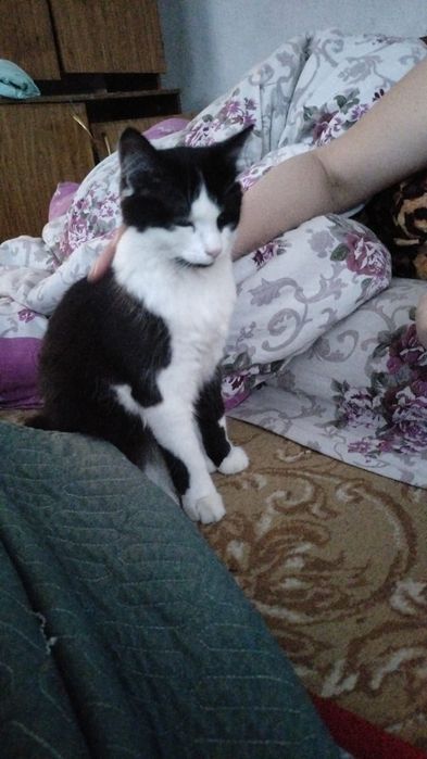 Отдам даром кота