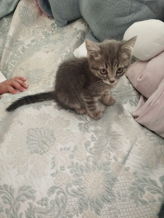 Продам шотландского котенка