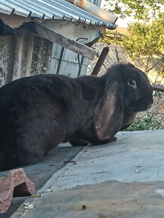 Vând femelă berbec german