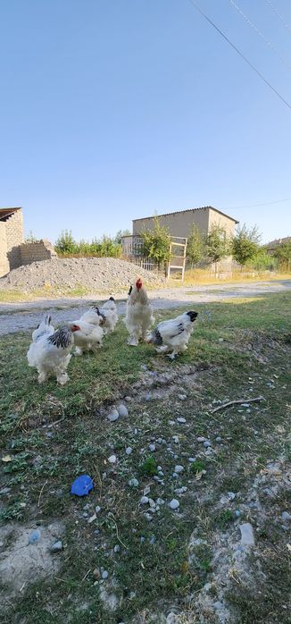 Brama gigant tovuklar tuxumlari sotiladi
