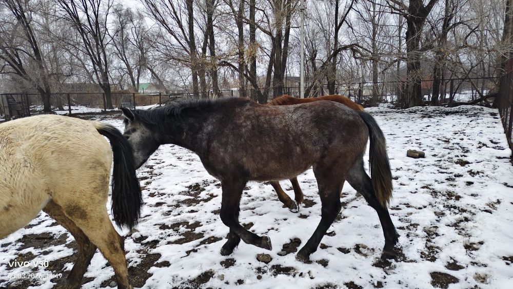 Продам молодые кобылки полутяги