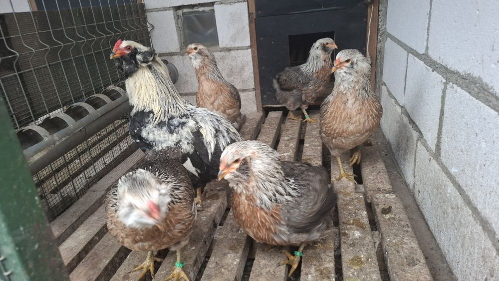 Oua incubat araucana