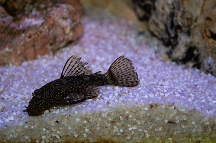 Аквариумные рыбки