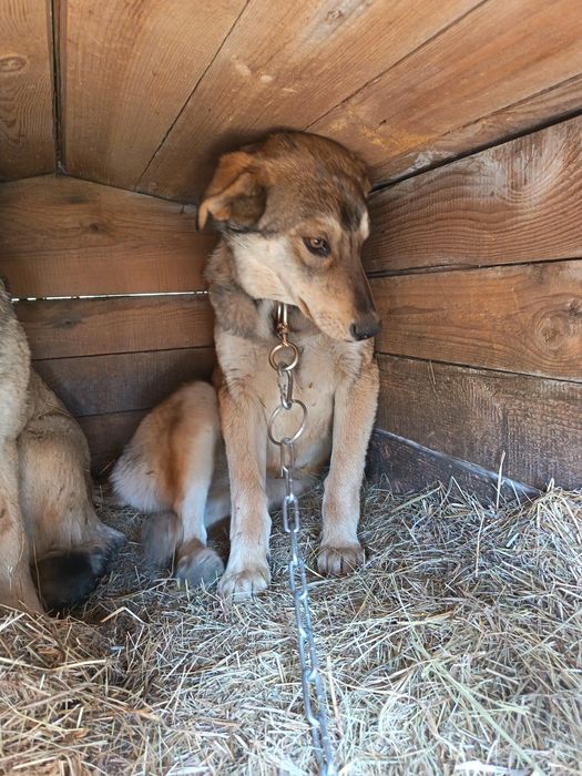 Отдам в добрые руки