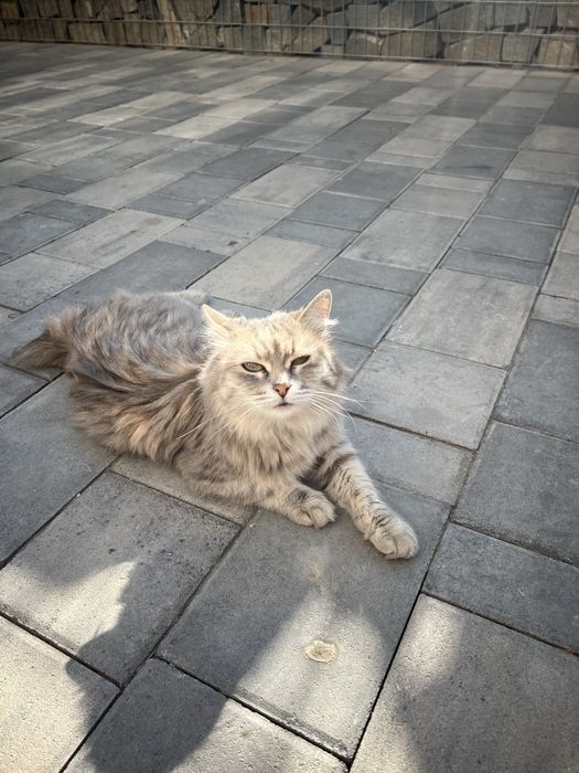 Котенок в ответственные руки