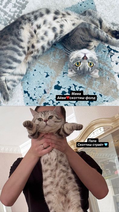 Продам котят скоттиш страйт