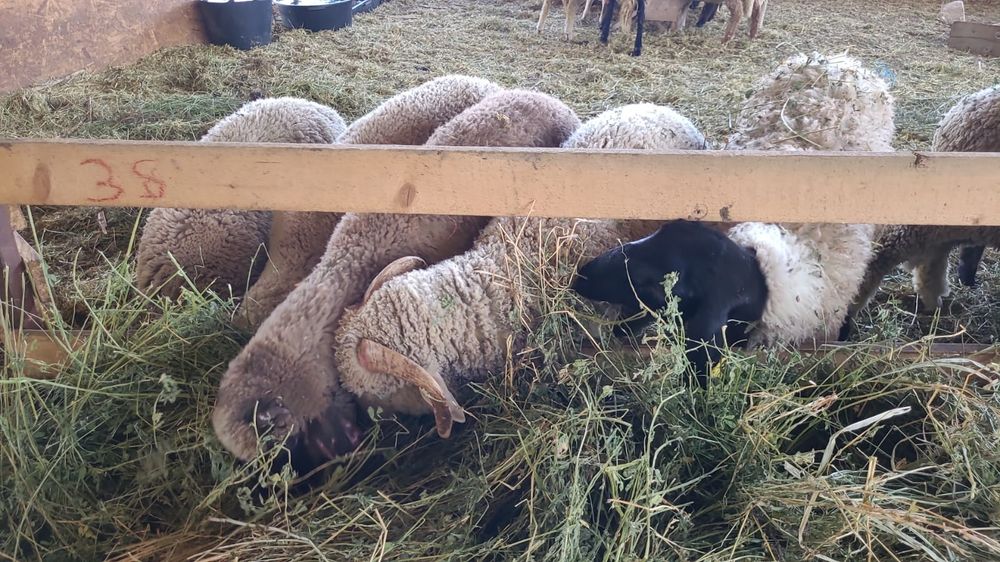 Vând oi Merinos de Palas și Carabase de Teleorman