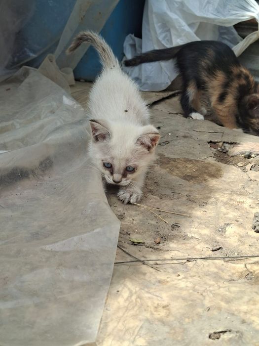 Отдам в добрые руки котят бесплатно