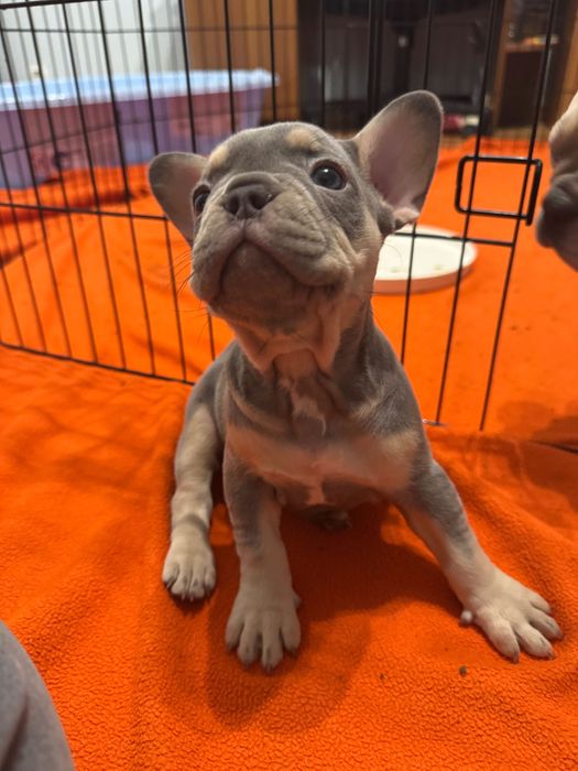 Френски булдози- бебета