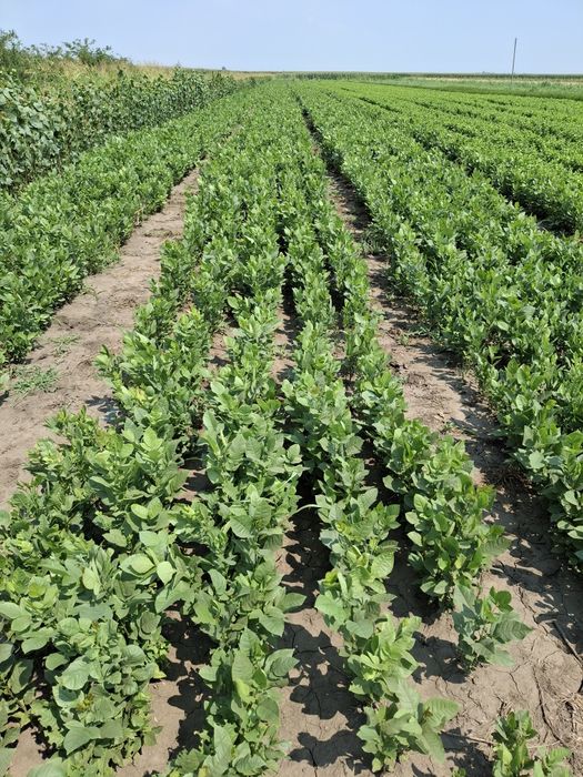 Puieți Salcâm,Ulm,Gladita