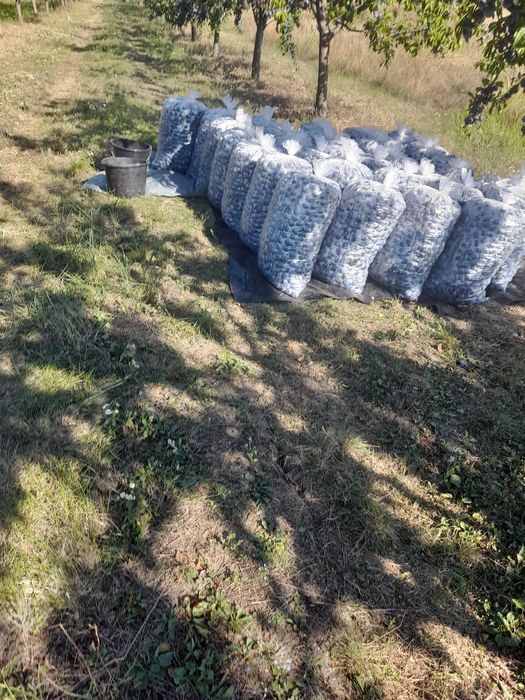 Prune pentru țuică